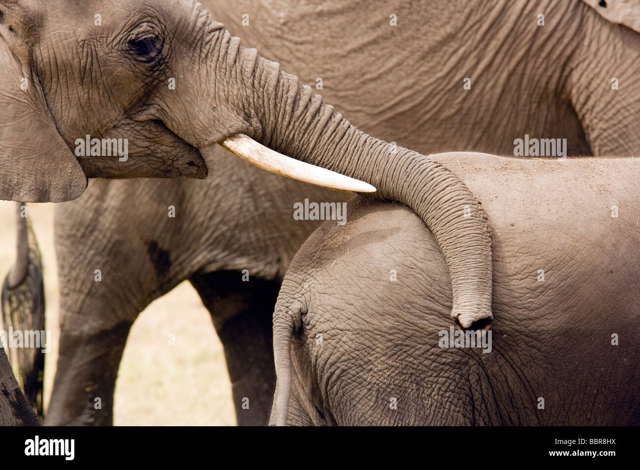 Éléphant - Parc National d'Amboseli, Kenya Banque D'Images
