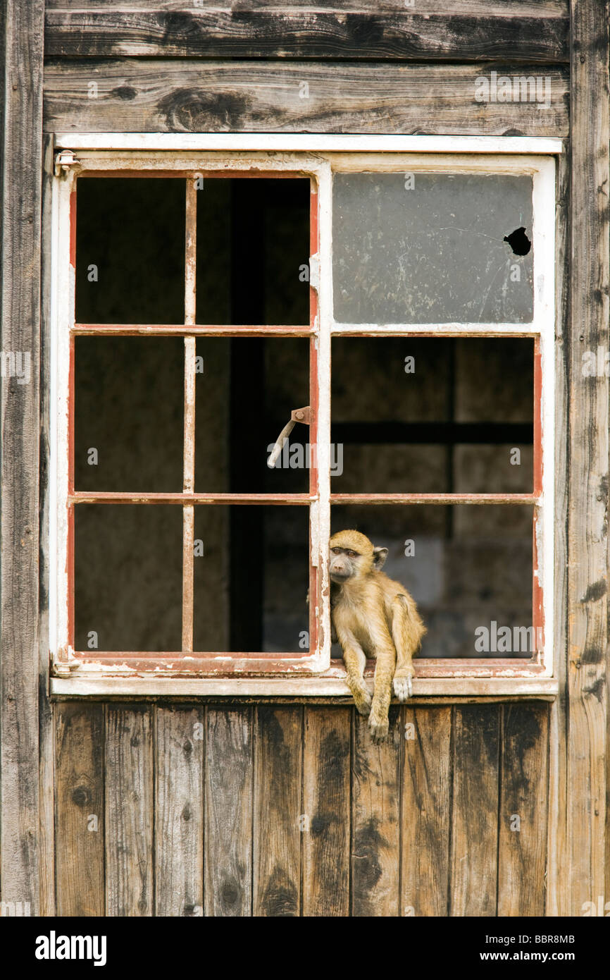 Le babouin Olive assis dans la fenêtre de maison abandonnée - Parc National d'Amboseli, Kenya Banque D'Images