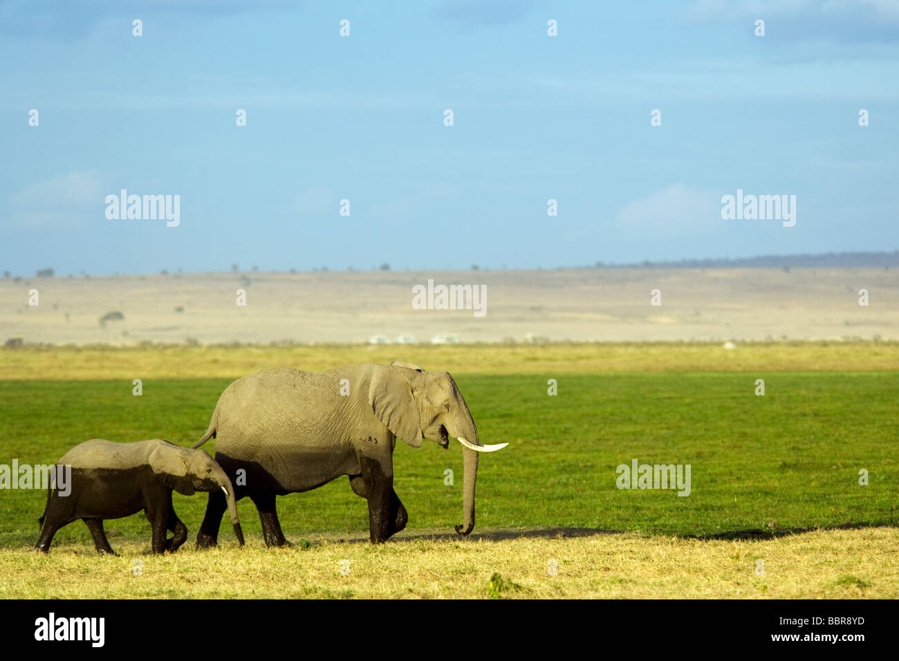 La mère et l'enfant marche des éléphants dans le Parc national Amboseli, Kenya Banque D'Images