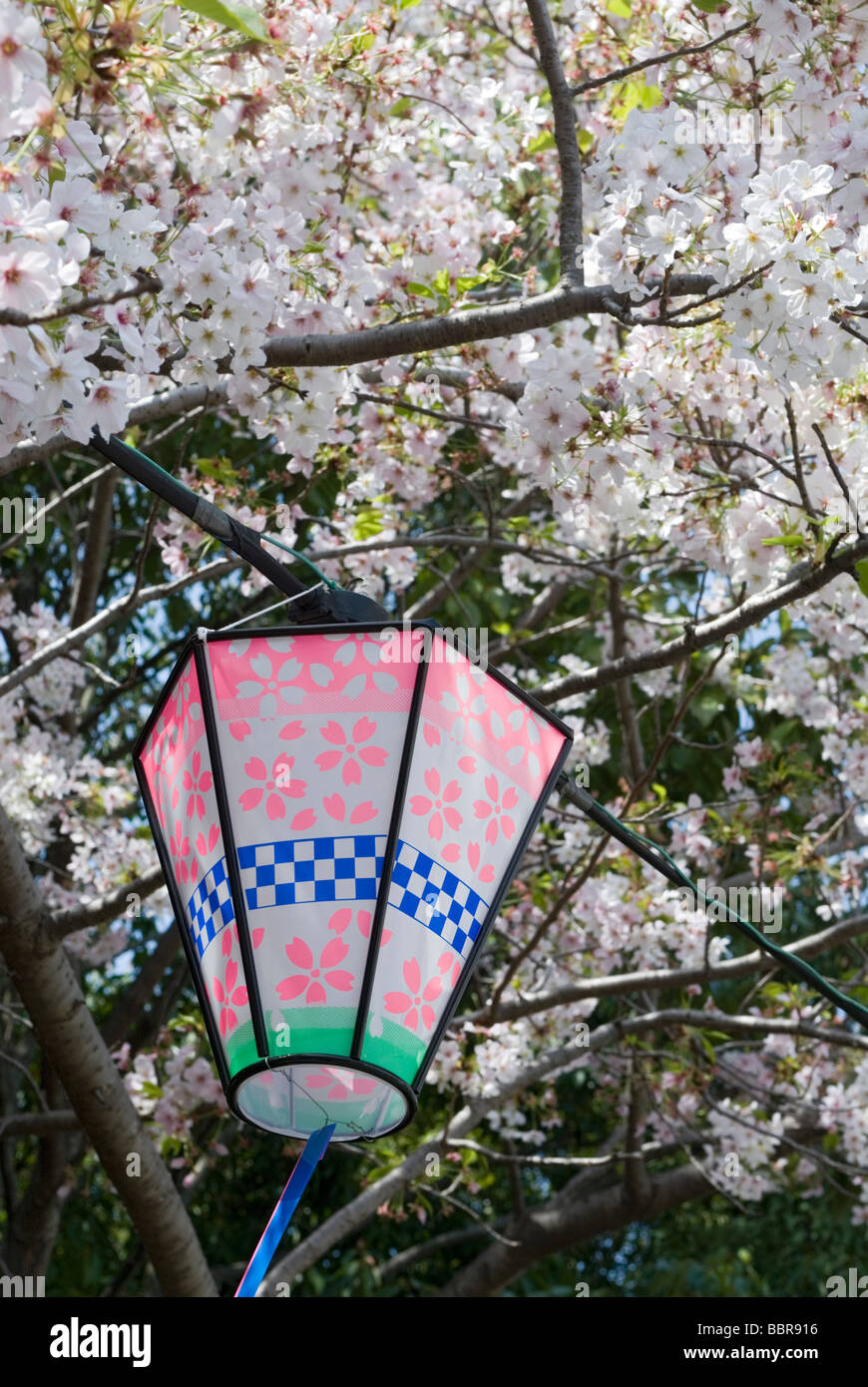 Un festival lanterne avec fleur de cerisier rose motifs est suspendue à un arbre en pleine floraison saisonnière Banque D'Images