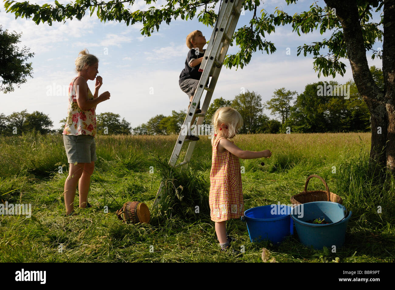 Cueillette de cerises de la famille un arbre Banque D'Images