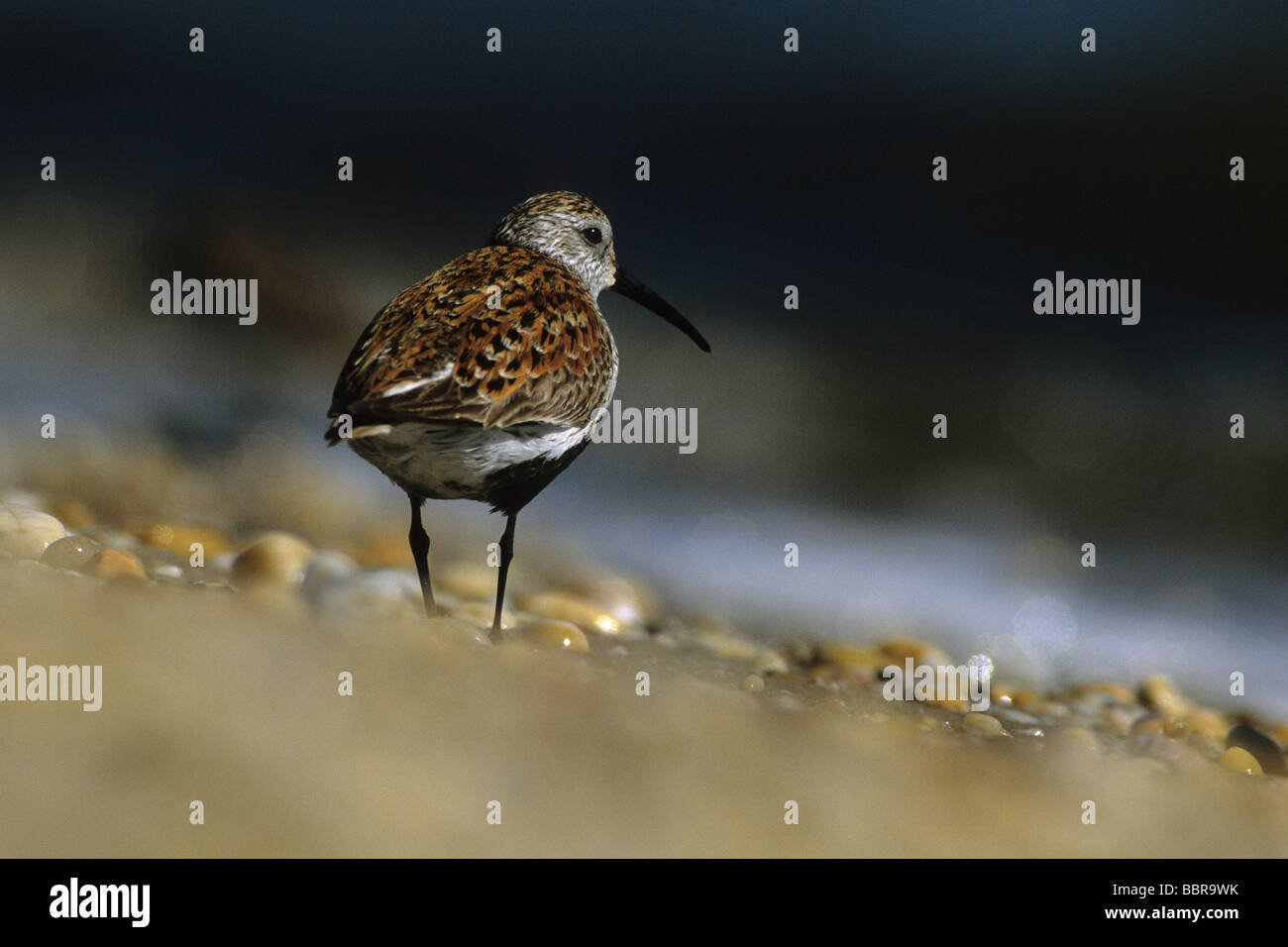 Le Bécasseau variable (Calidris alpina), de migration de printemps Banque D'Images