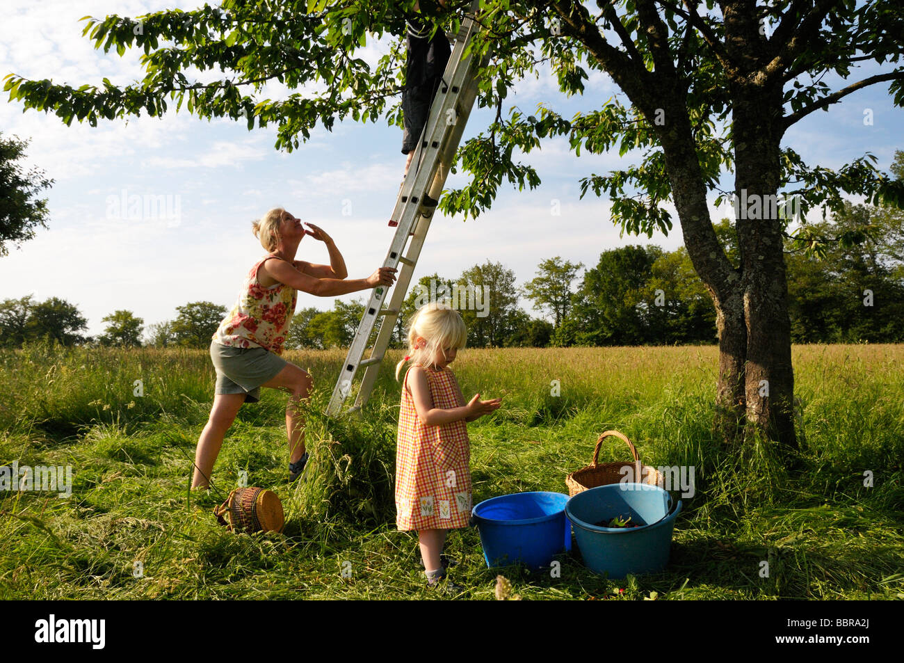 Cueillette de cerises de la famille un arbre Banque D'Images