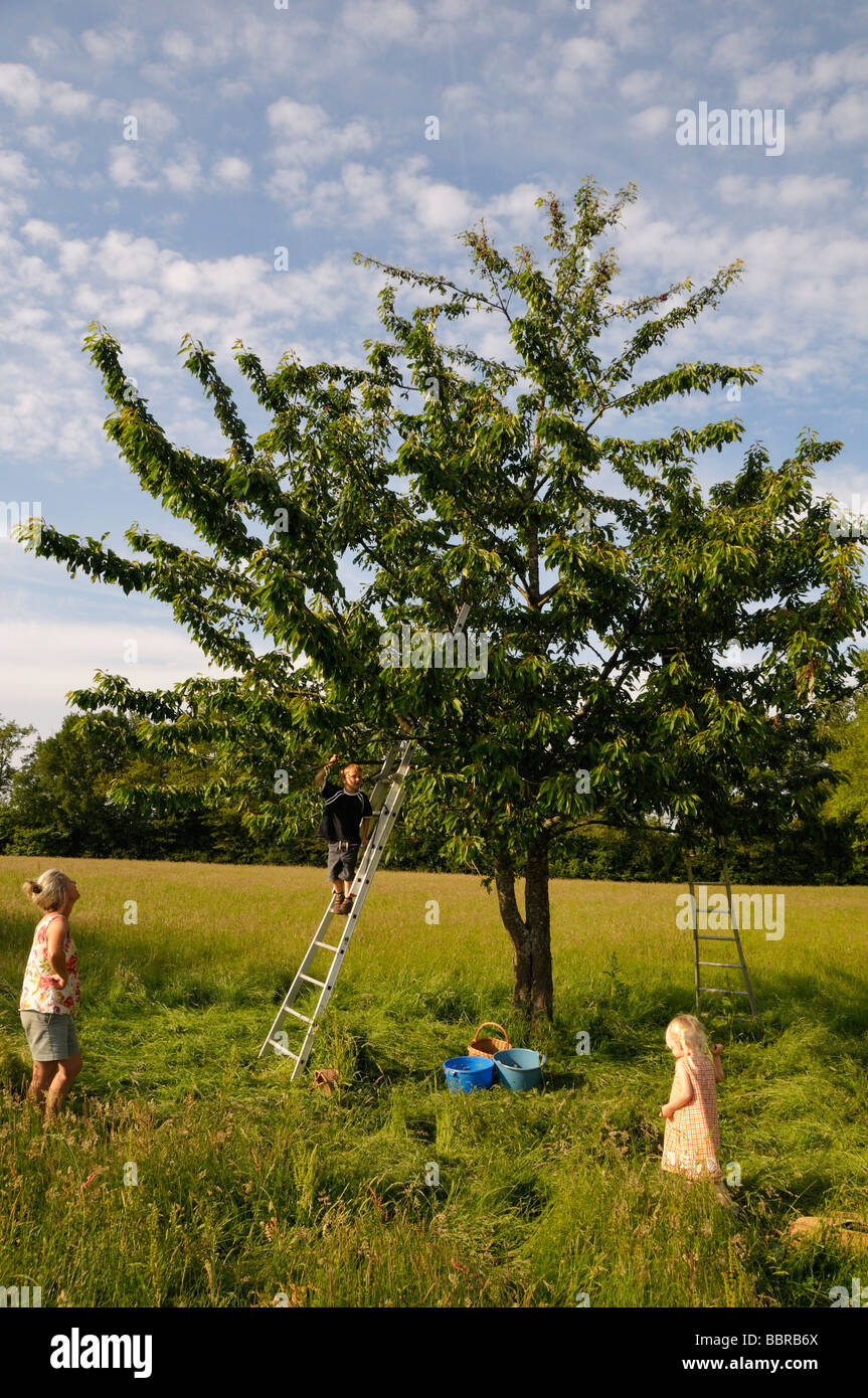 Cueillette de cerises de la famille un arbre Banque D'Images
