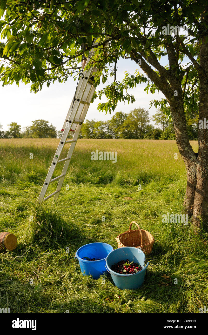 Stock photo de seaux de cerises juste après l'écrémage Banque D'Images