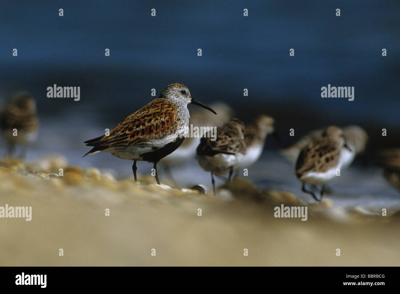 Le Bécasseau variable (Calidris alpina), de migration de printemps Banque D'Images
