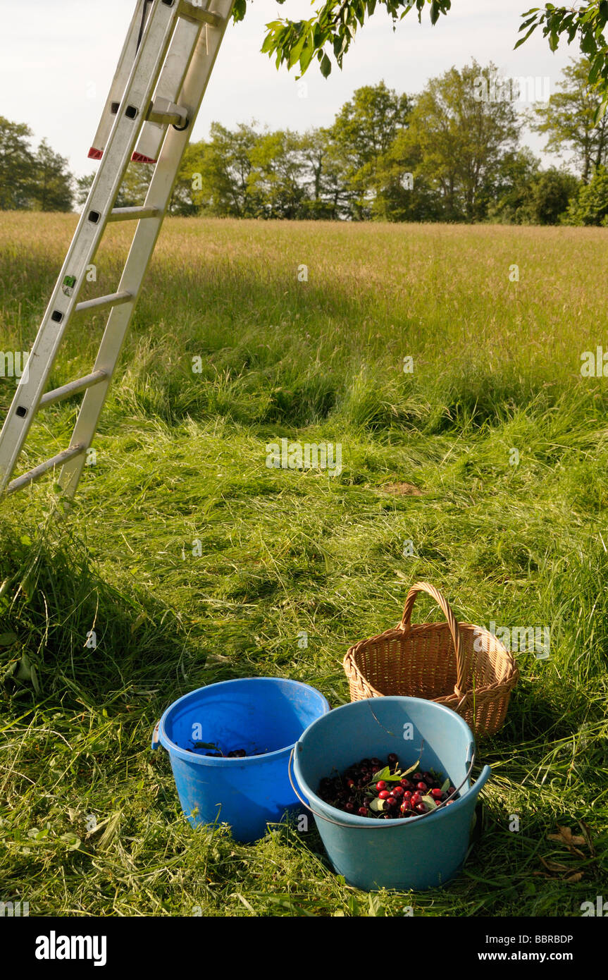 Stock photo de seaux de cerises juste après l'écrémage Banque D'Images