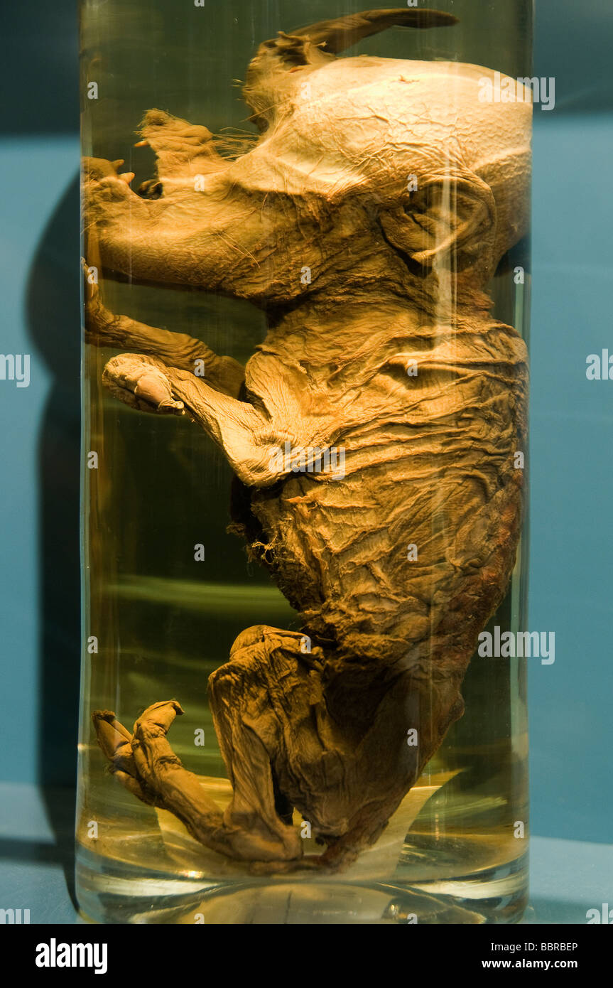 SPÉCIMEN HUMIDE DE petite souris diaphonisée - Cabinet de curiosités N