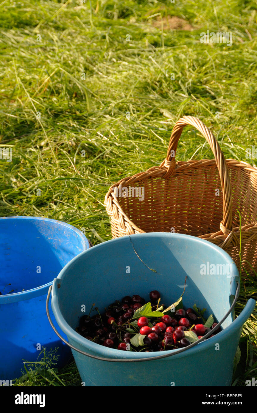 Stock photo de seaux de cerises juste après l'écrémage Banque D'Images