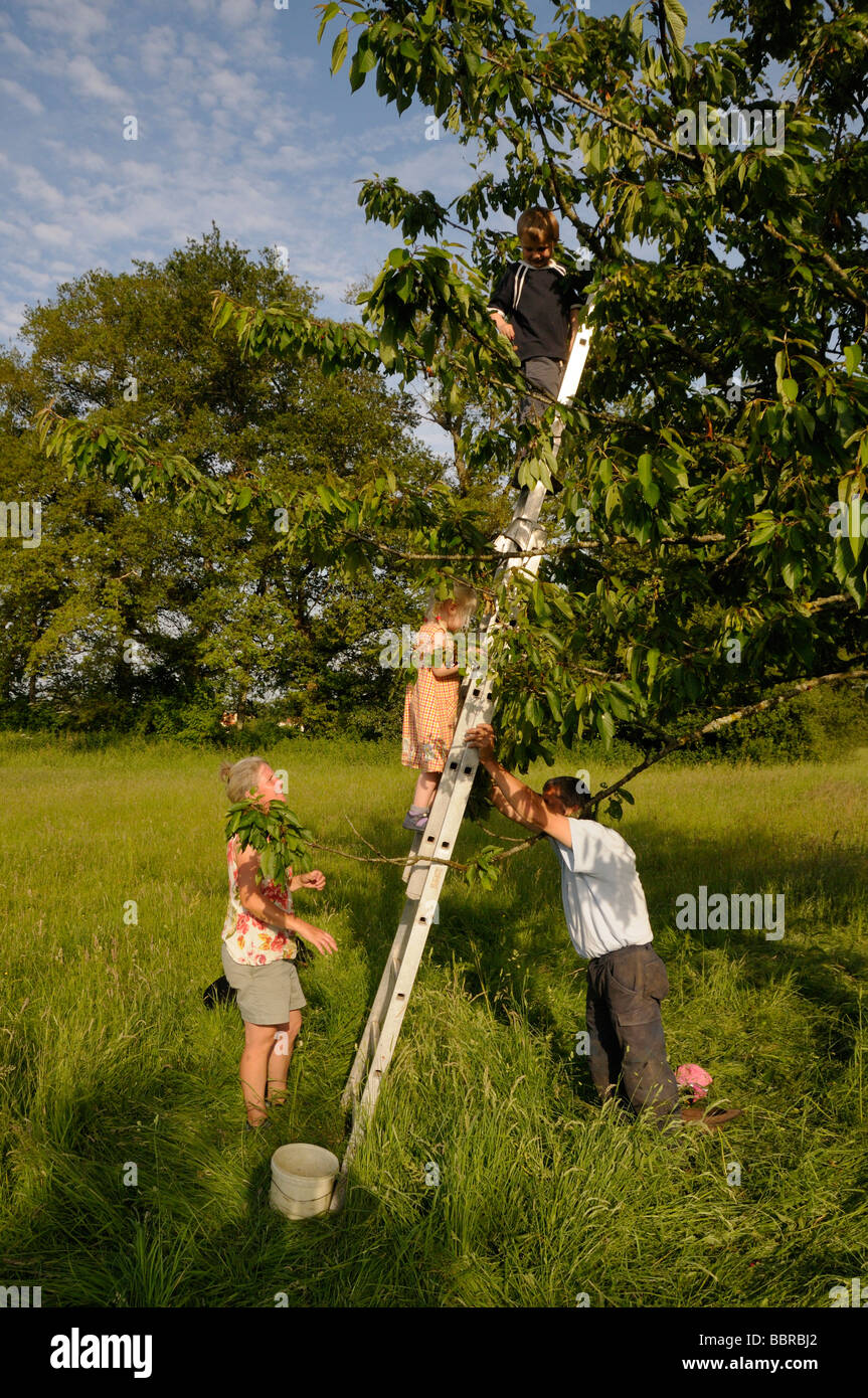 Stock photo d'une famille picking cherries à partir d'un arbre Banque D'Images