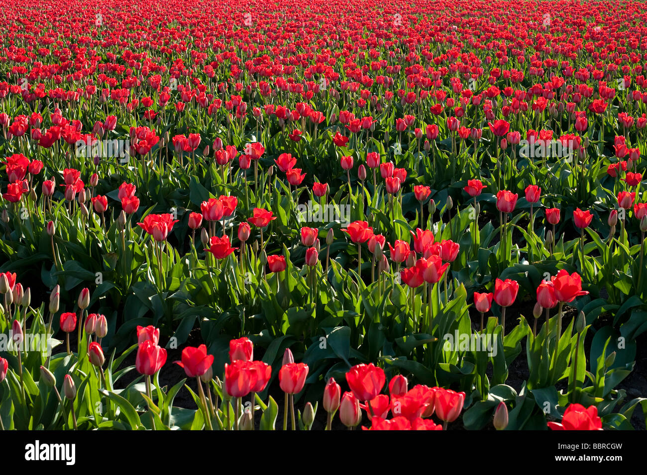 Champs de tulipes rouge coucher du soleil lumière près de Mount Vernon l'État de Washington, USA Banque D'Images
