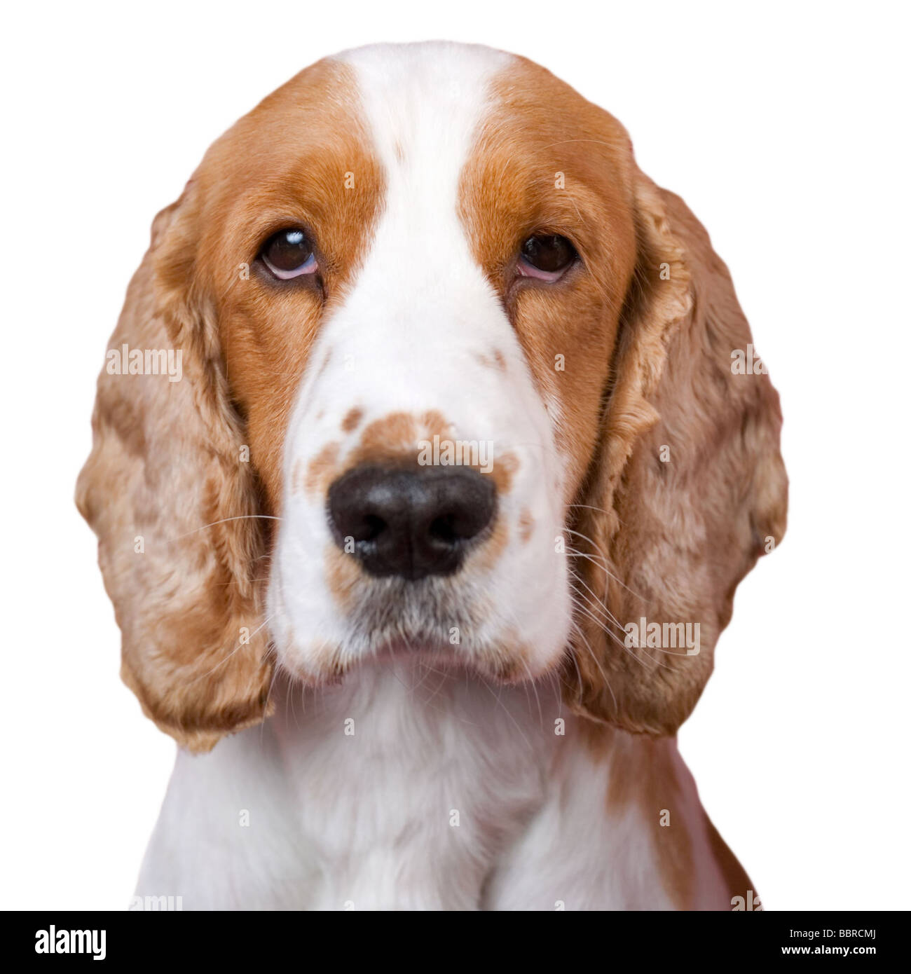 Mug shot isolé comme portrait de spaniel . L'espace blanc, selective focus sur les yeux. aRGB. Banque D'Images
