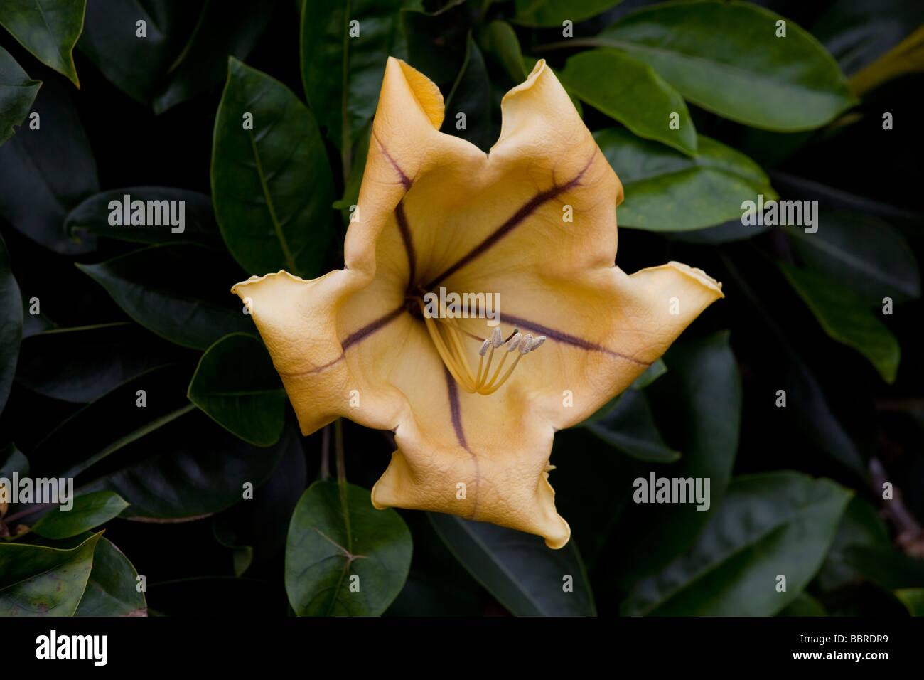 Tasse de fleur d'or de l'arrière-Jardin botanique de Kula Maui Hawaii Banque D'Images