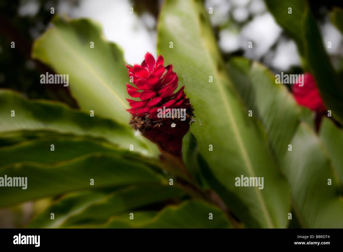 La flamme rouge Ginger Jardins tropicaux de Maui Maui Hawaii Iao Valley Banque D'Images