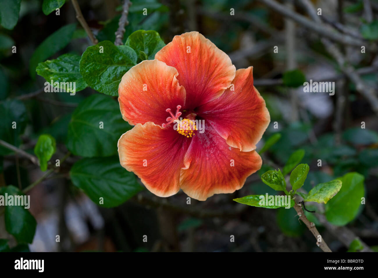 Fleur d'Hibiscus des jardins tropicaux de Maui Maui Hawaii Iao Valley Banque D'Images