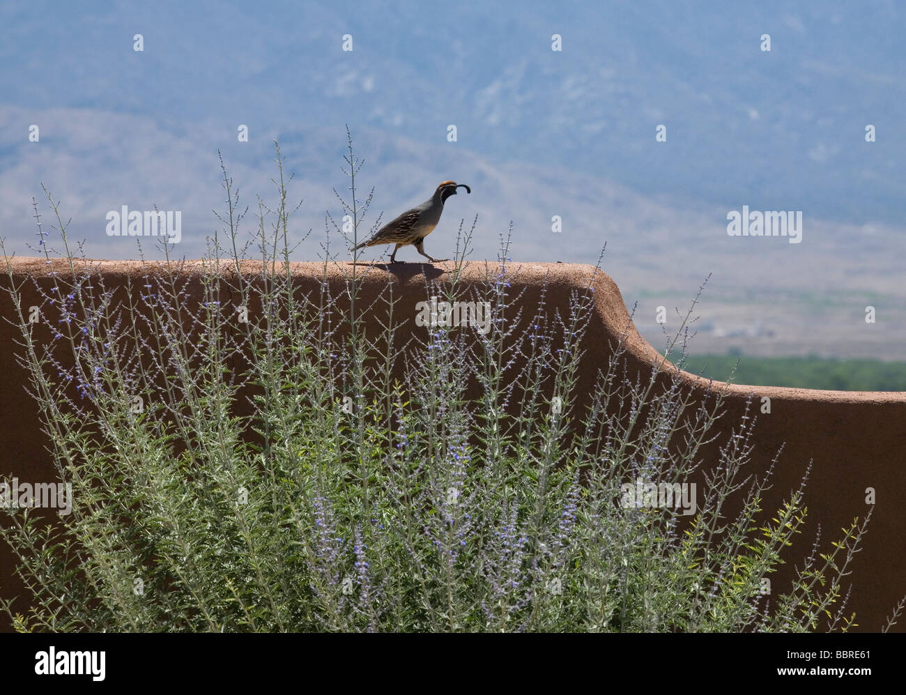 Une caille de Gambel sur un mur d'adobe, Corrales, NM. Le 1er juin 2008. Banque D'Images