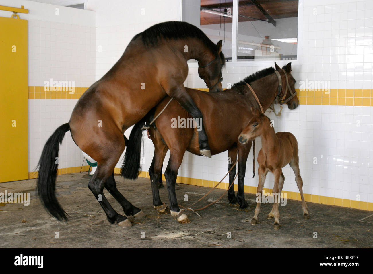 Chevaux LUSITANIEN, COUDELARIA DE ALTER, HARAS NATIONAL, ALTER DO CHAO, Alentejo, Alentejo, Portugal Banque D'Images