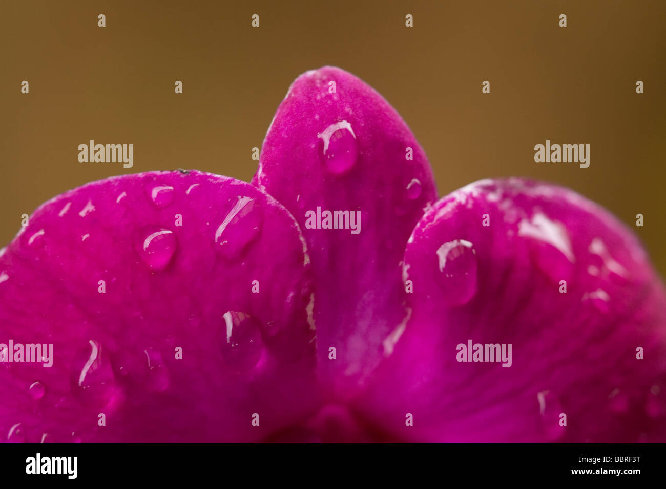 Orchidées sauvages et colorés des pays tropicaux de la Malaisie Banque D'Images