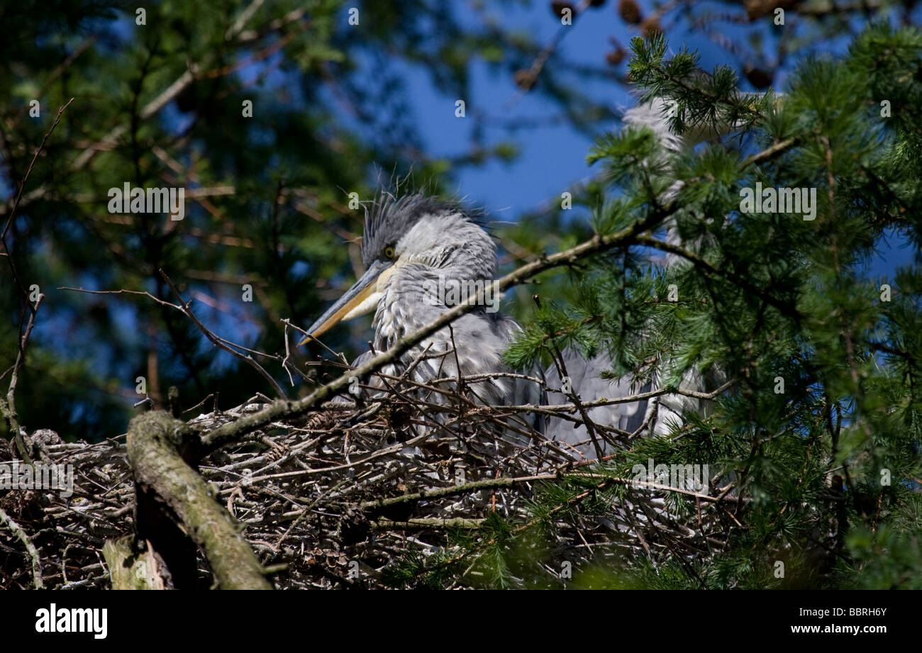 Les hérons juvéniles à chorlton ees héronnière, dans la vallée de la Mersey Country Park en attente dans nid pour adultes Banque D'Images