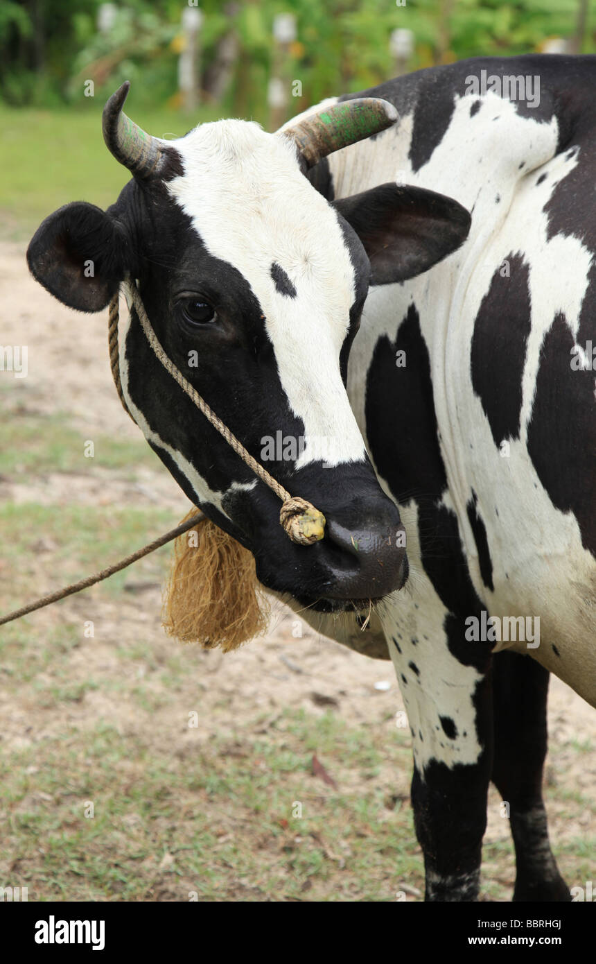 Vache en Inde Banque D'Images