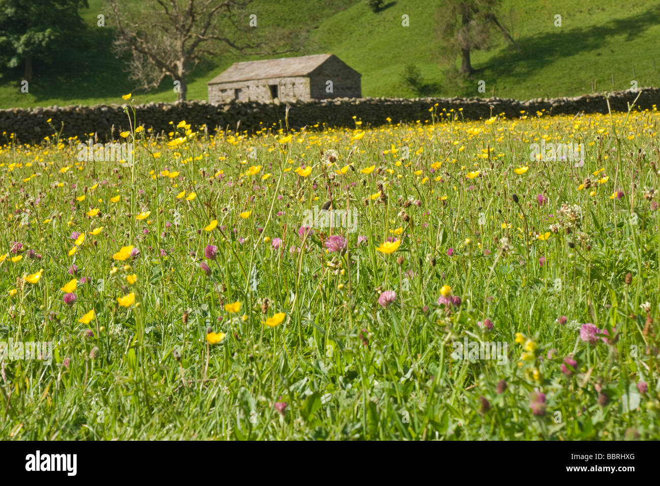 Les fleurs de printemps dans un traditionnel hay meadow dans Swaledale Banque D'Images