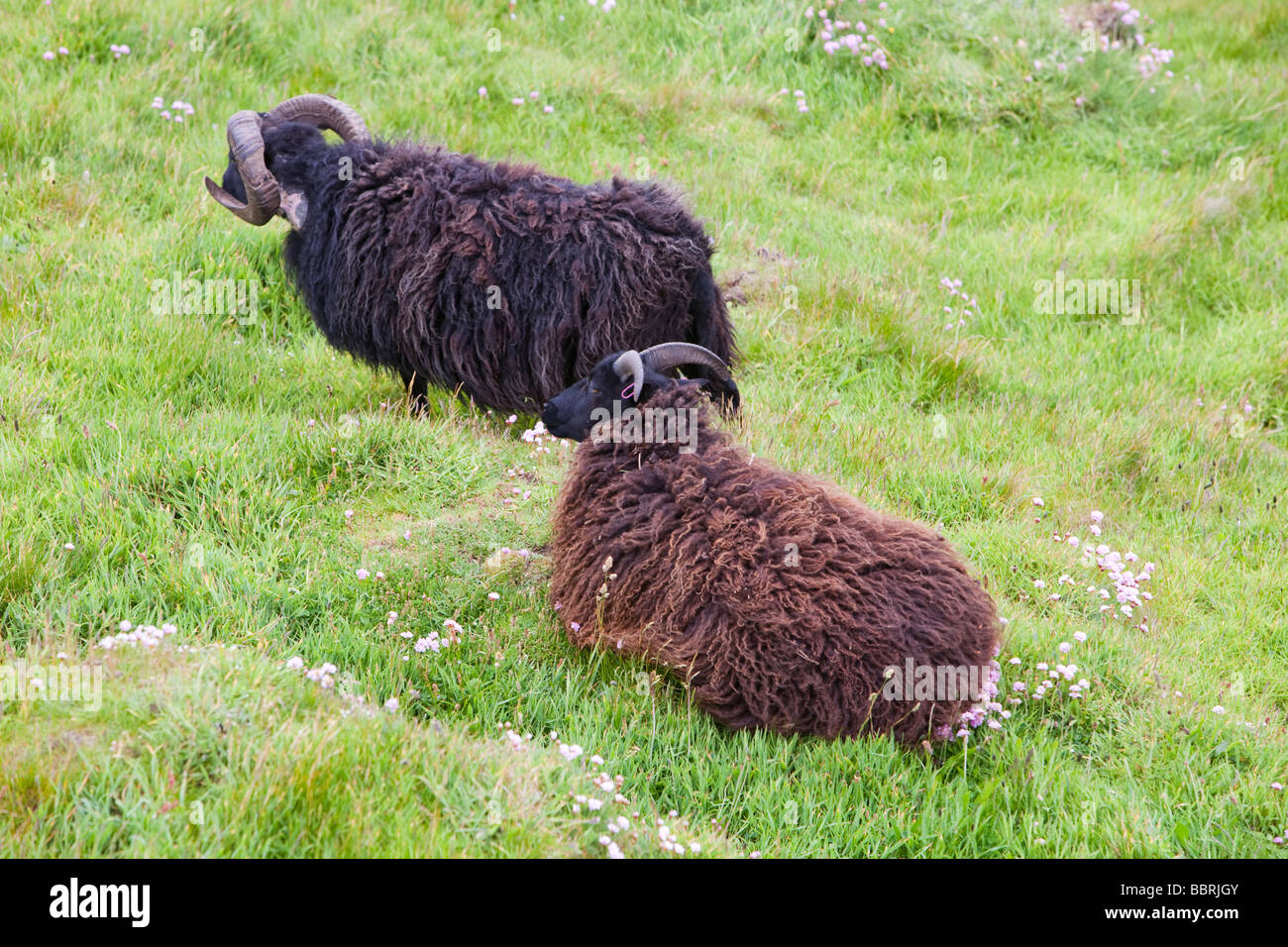 Moutons Soay utilisé pour la conservation des pâturages sur Baggy Point près de dans le nord du Devon Croyde Banque D'Images