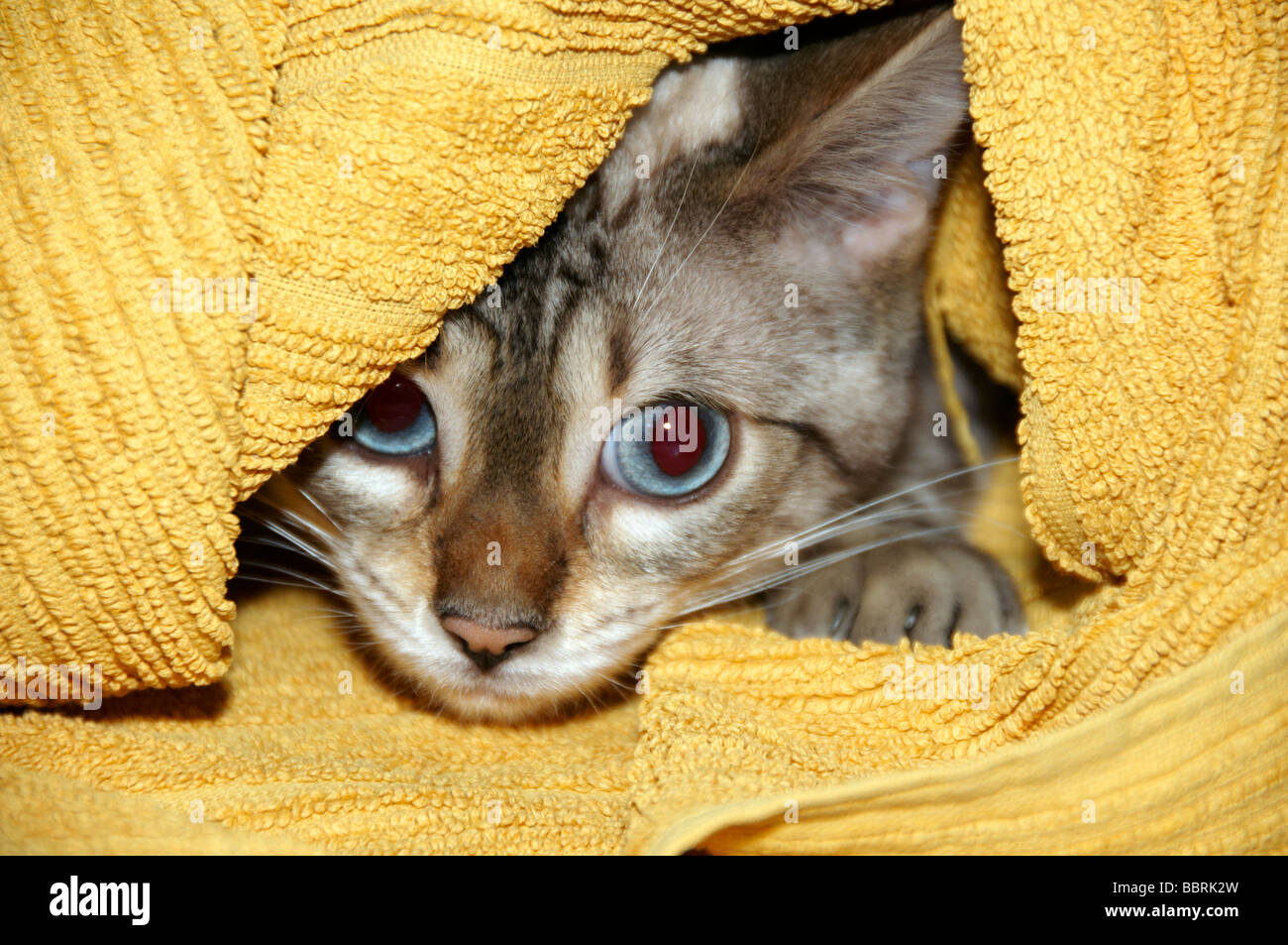 Un chaton Bengal de se cacher sous une serviette jaune Banque D'Images