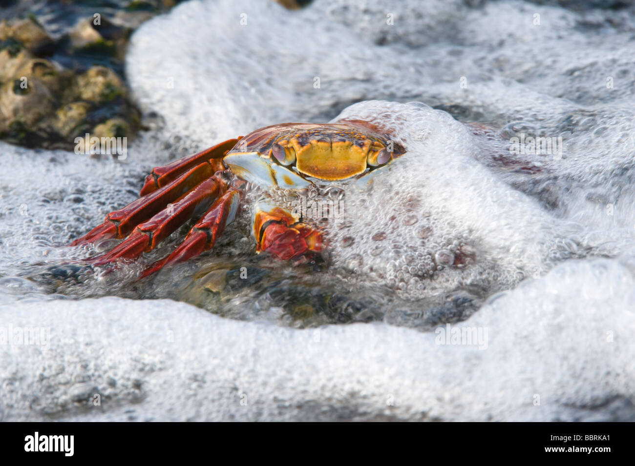 Sally Lightfoot crab (Grapsus grapsus) bravant les vagues Punta Espinosa île Fernandina Equateur Galapagos Océan Pacifique Banque D'Images