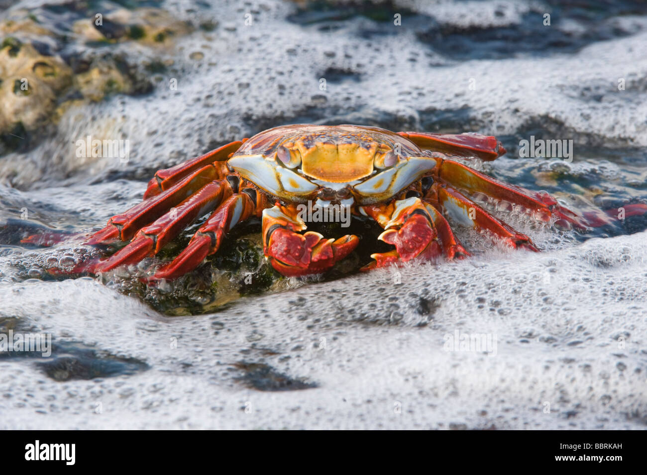 Sally Lightfoot crab (Grapsus grapsus) bravant les vagues Punta Espinosa île Fernandina Equateur Galapagos Océan Pacifique Banque D'Images