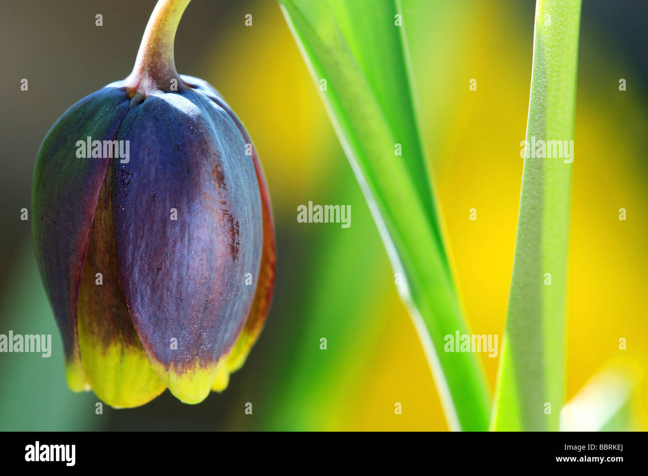 Fritillaria uva vulpis Fritillary uva vulpis serre fleurs de printemps en Angleterre Banque D'Images