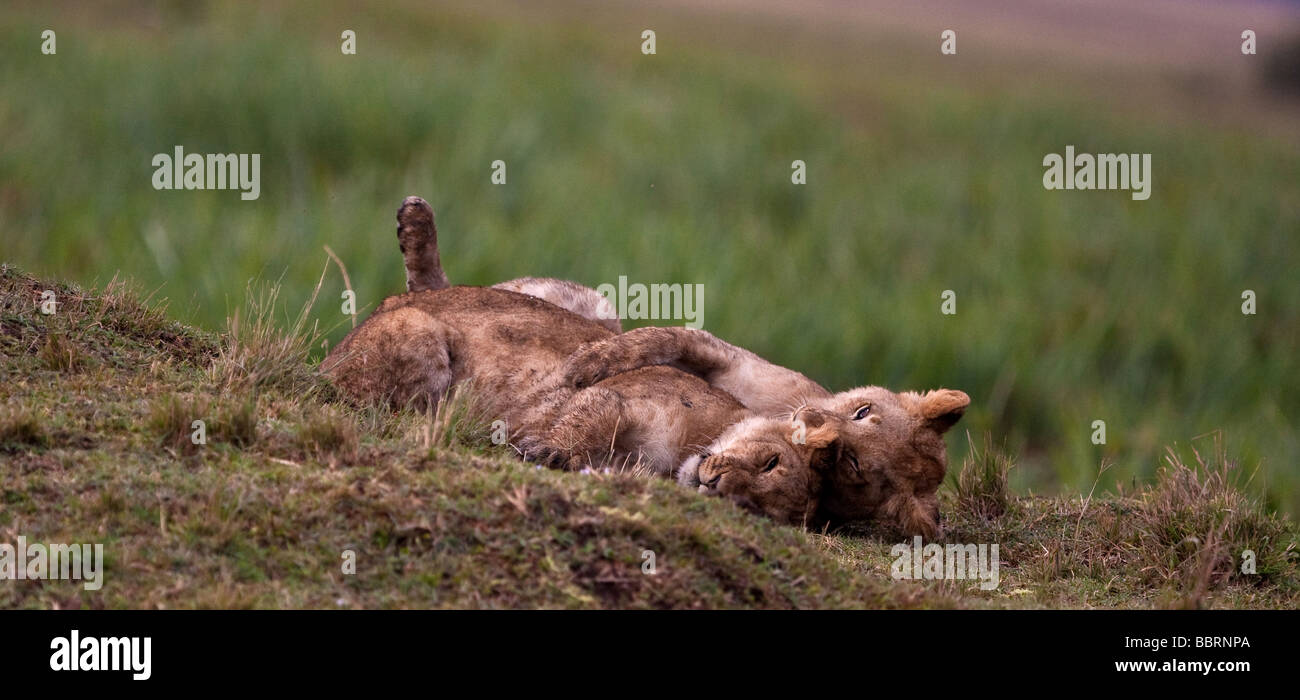 Deux lionceaux mignons jouer des combats dans les plaines herbeuses du Kenya. Banque D'Images