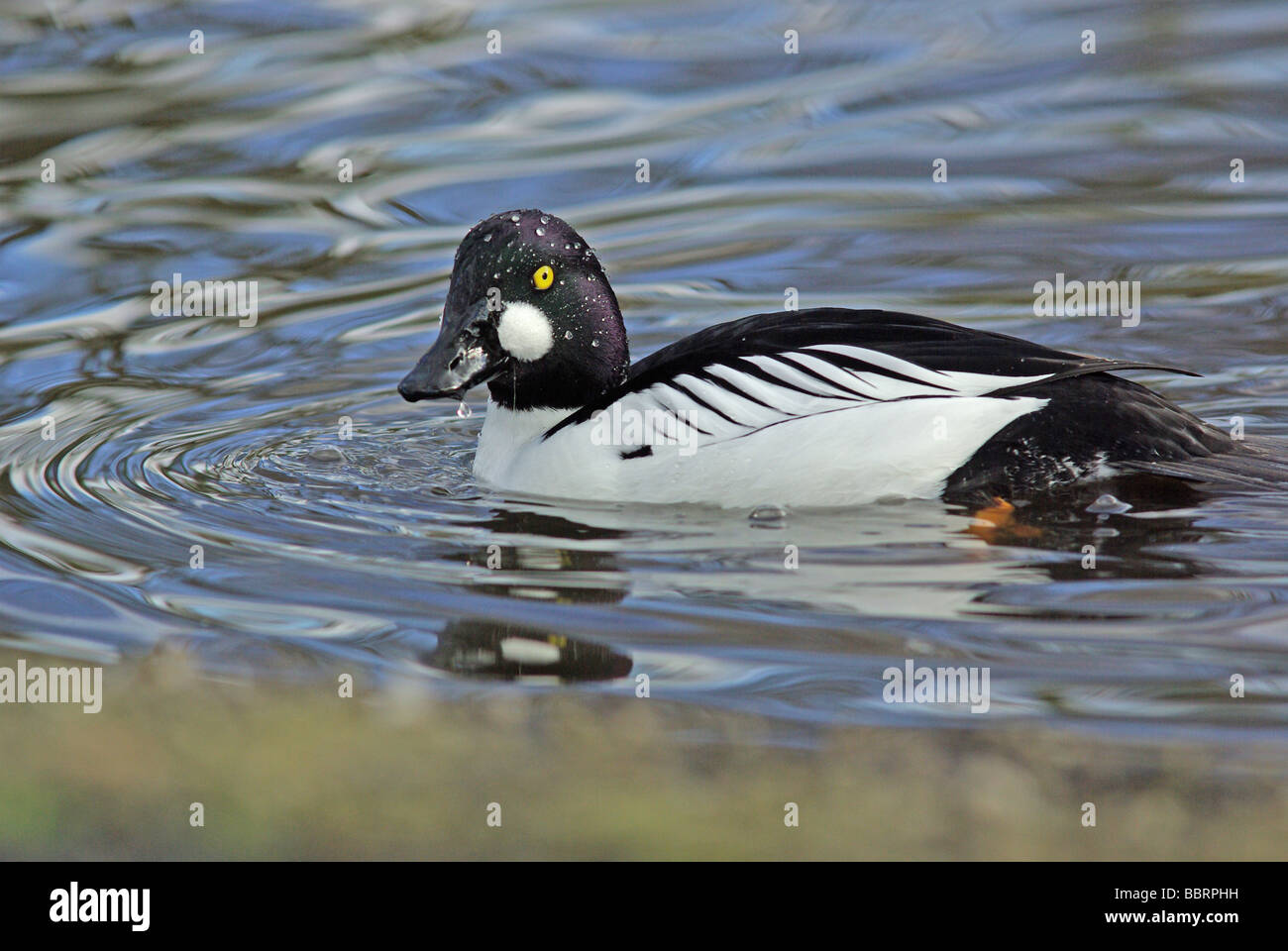 Drake - Goldeneye Bucephala clangula Banque D'Images