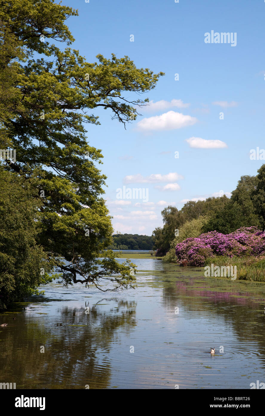 Clumber Park Calabria Banque D'Images