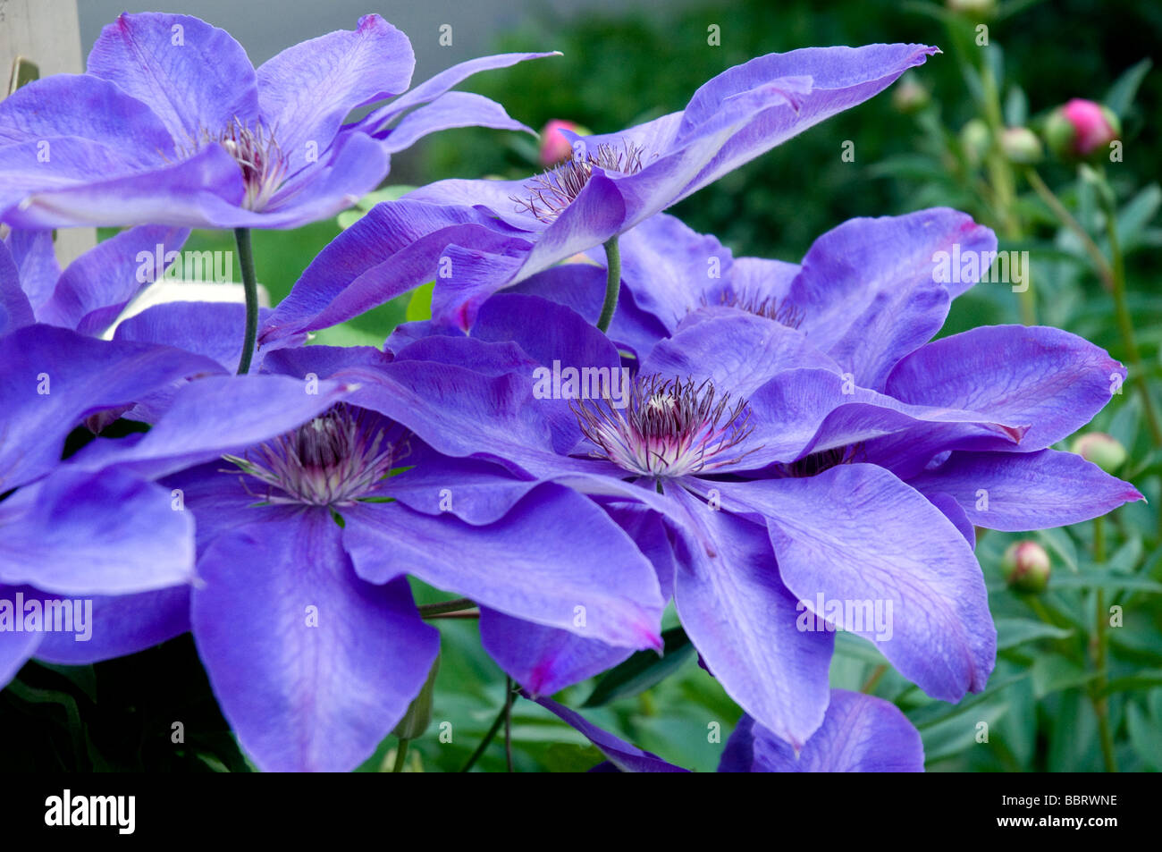 Fleur de Clématite bleue. Banque D'Images