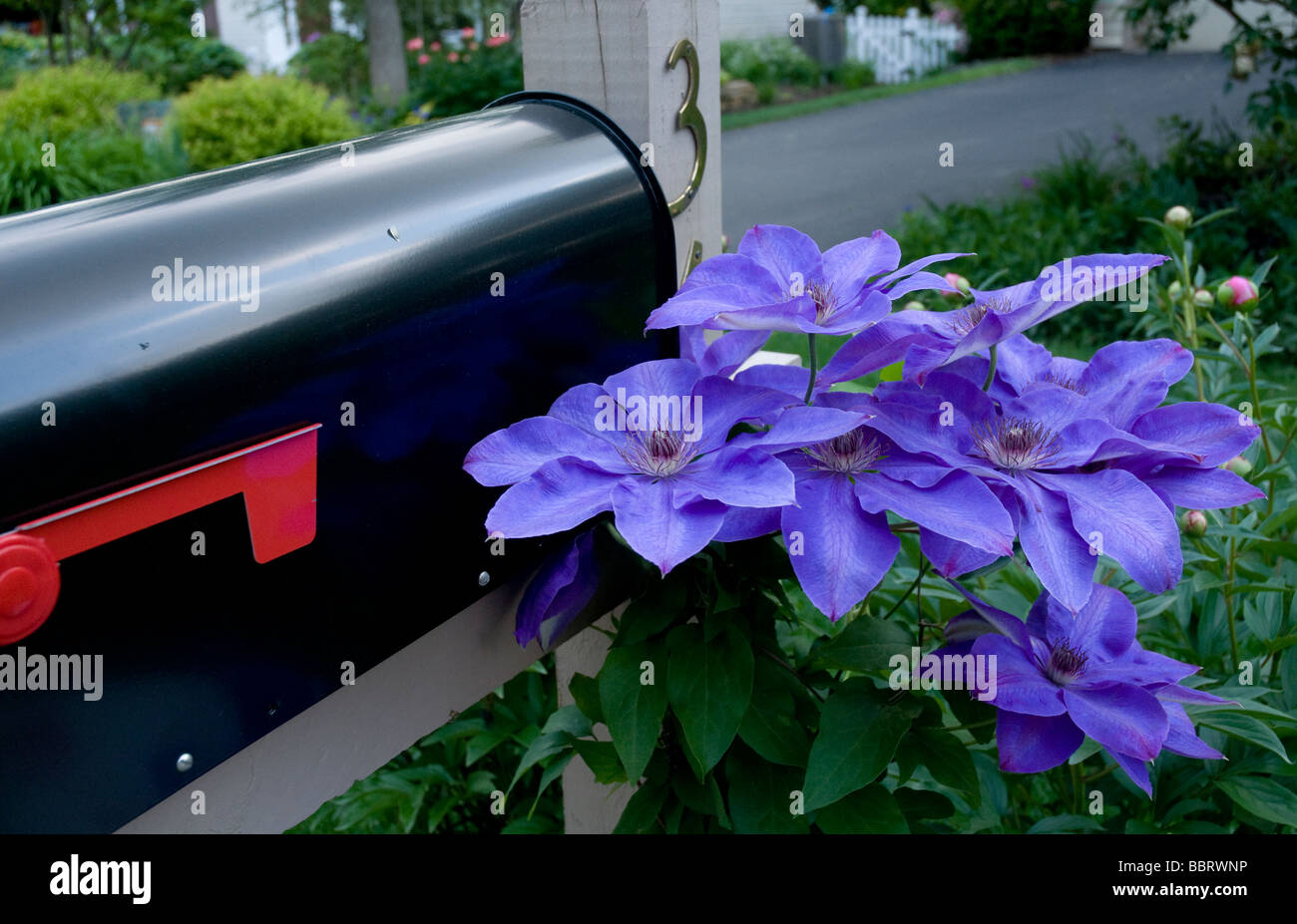 Clématite bleue fleur sur post de boîte aux lettres. Banque D'Images