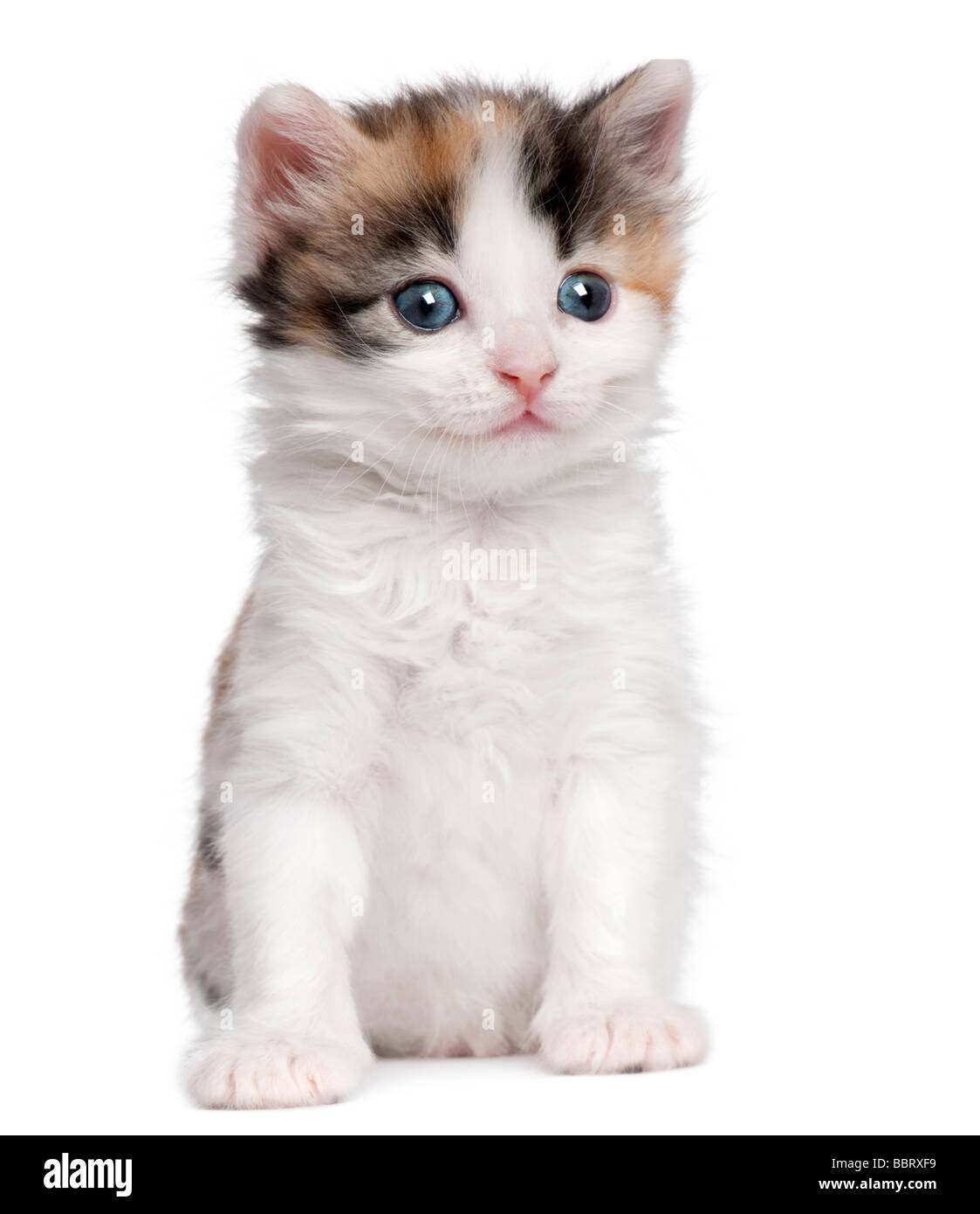 Chaton Blanc Banque D Image Et Photos Alamy