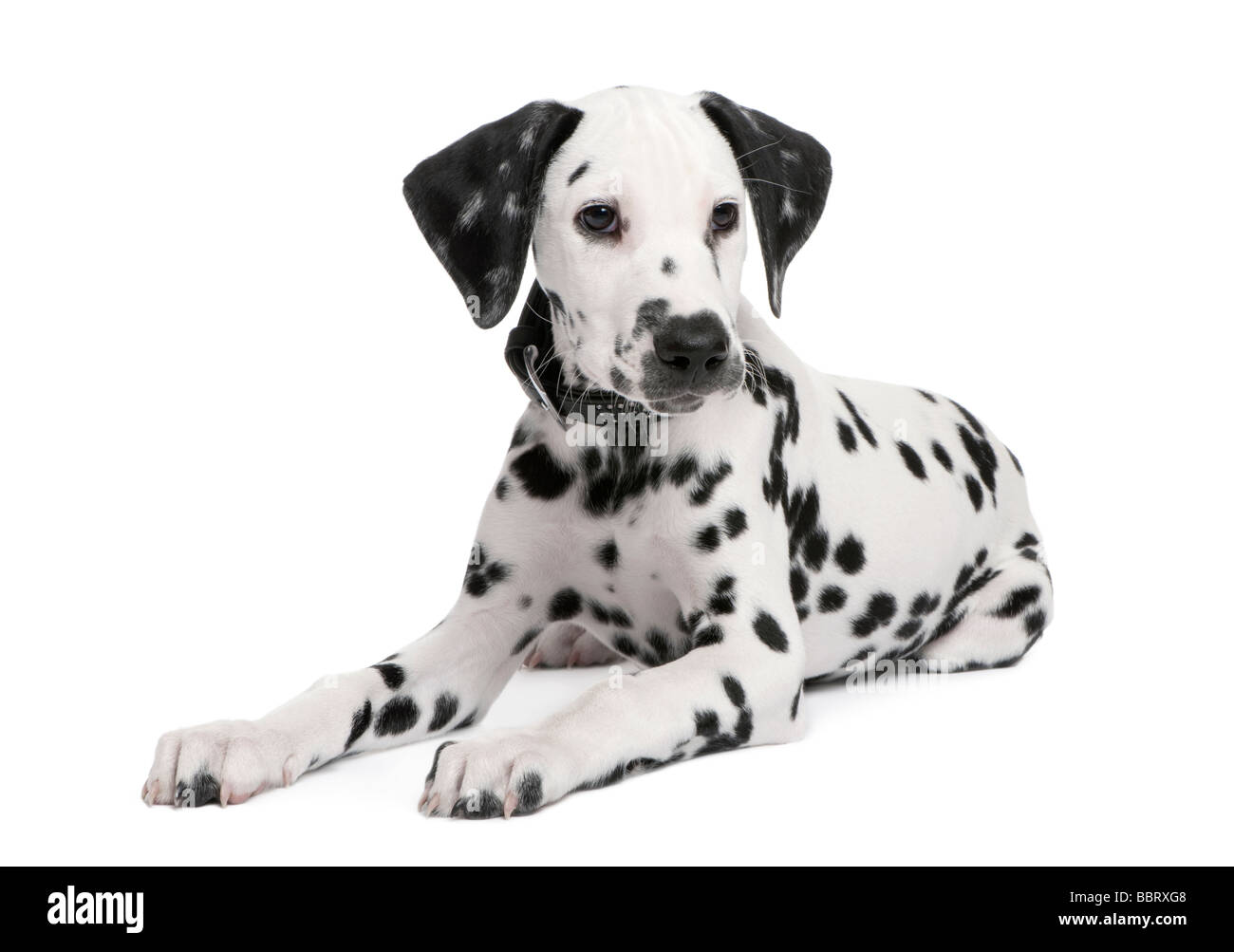 Chiot dalmatien devant un fond blanc Banque D'Images