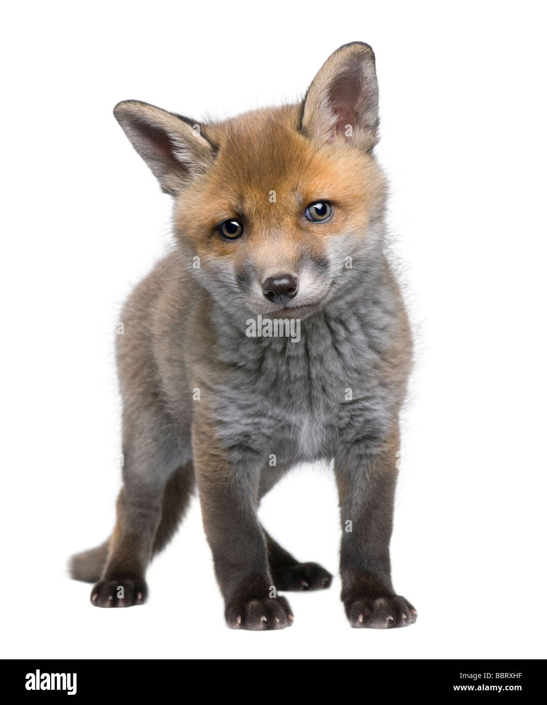 Red Fox cub 6 semaines Vulpes vulpes devant un fond blanc Banque D'Images