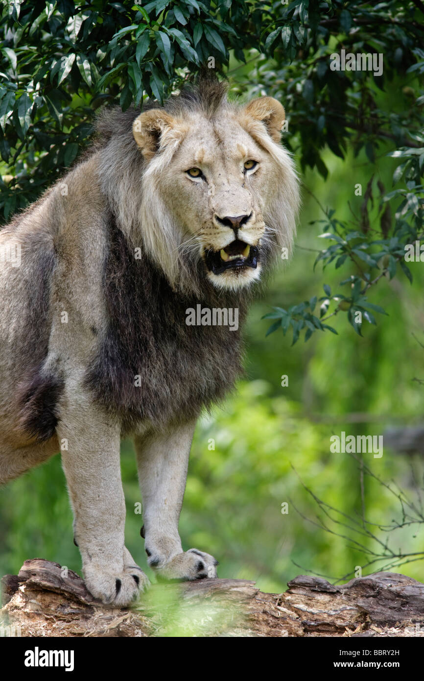 Portrait Lion (Panthera leo) debout sur le tronc de l'arbre. Parc national Kruger Afrique du Sud Banque D'Images