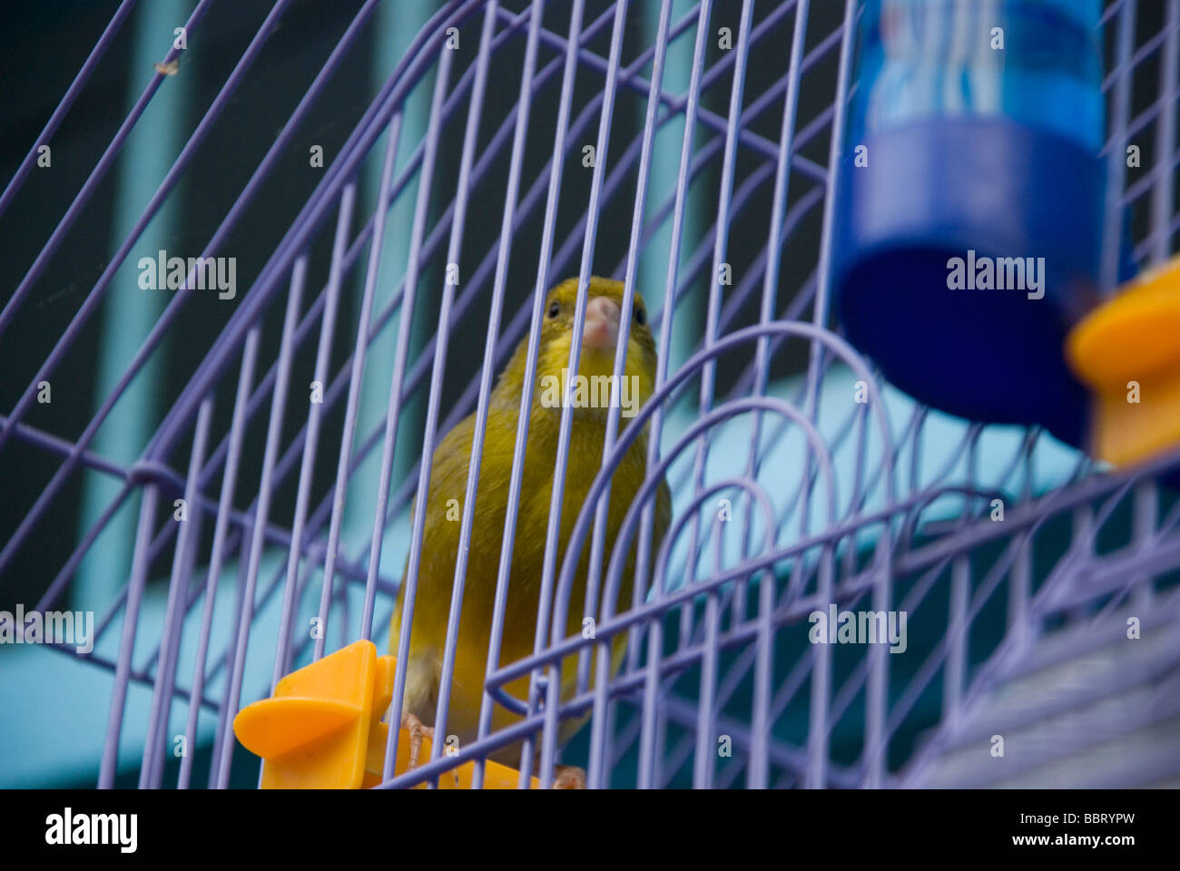 Oiseau En Cage Maroc Chefchaouen Banque Dimages Photo