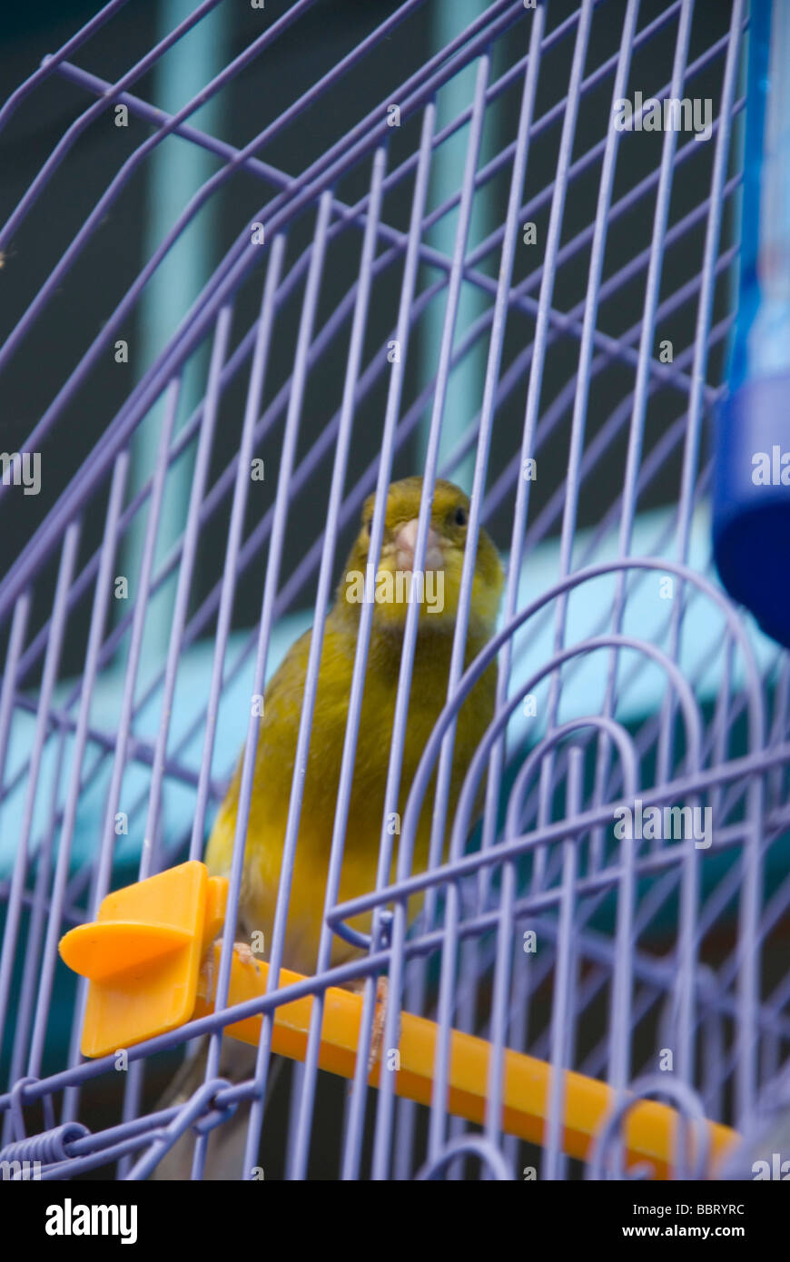 Oiseau En Cage Maroc Chefchaouen Banque Dimages Photo