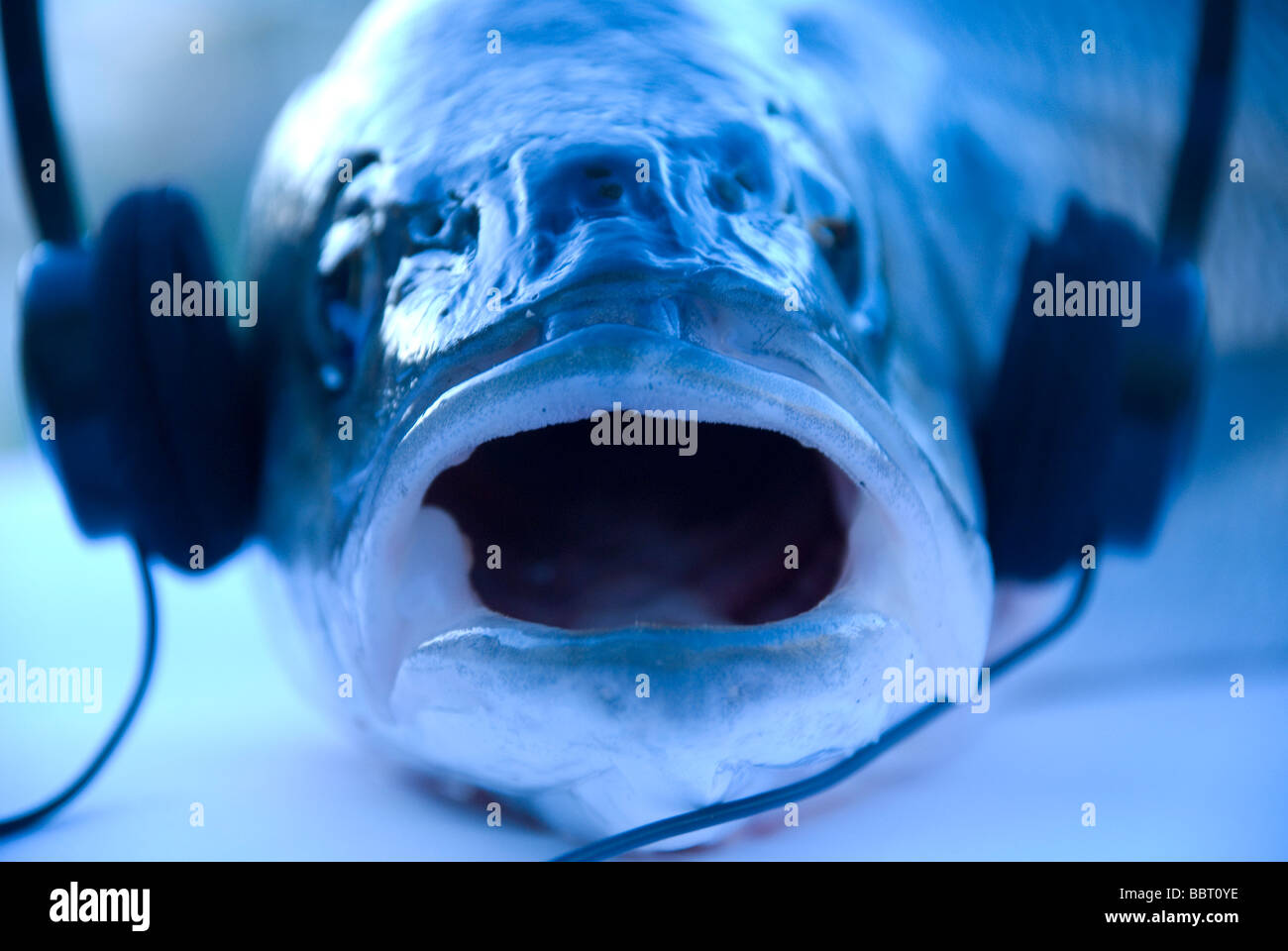 Funny fish listening music Banque D'Images