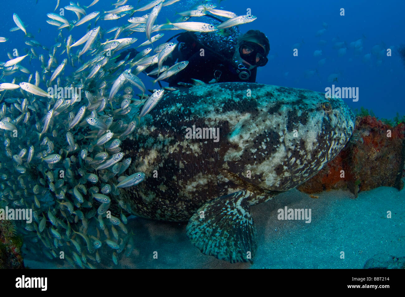 Scuba Diver et Goliath ou mérou Jewfish (pinephelus itajara), une espèce menacée et protégée, à Palm Beach, FL. Banque D'Images