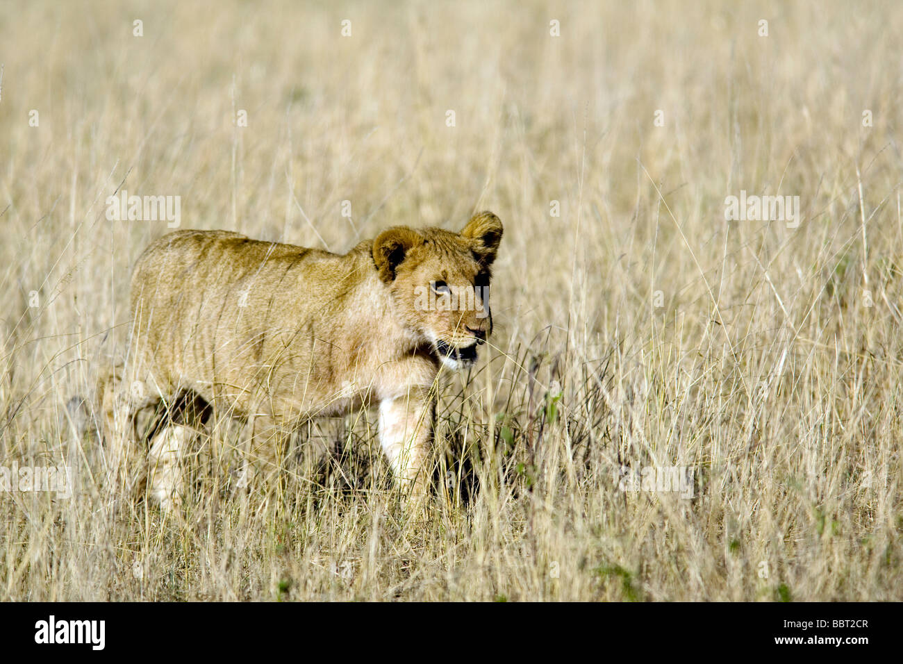 Jeune lion marchant dans l'herbe - Masai Mara National Reserve, Kenya Banque D'Images