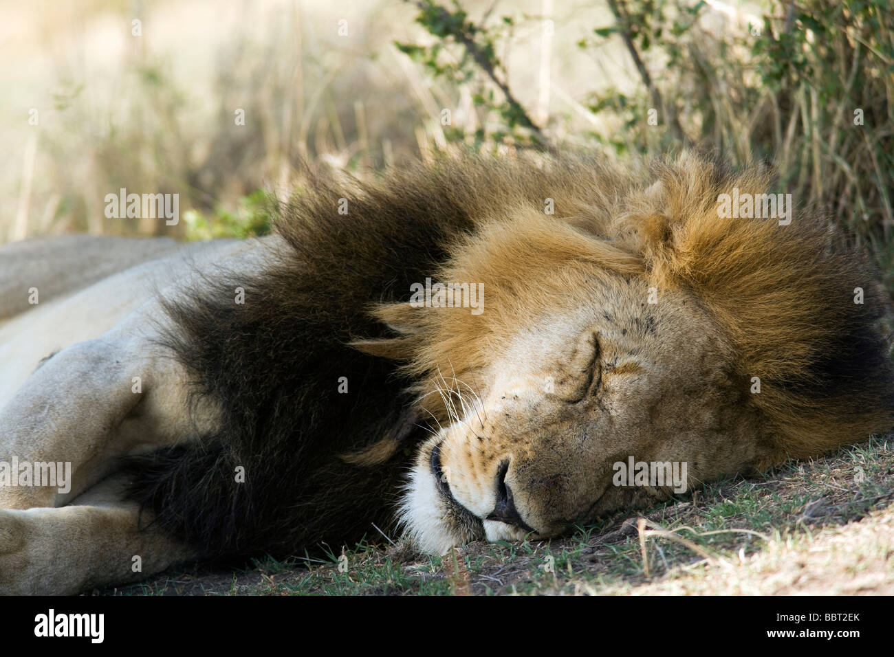 Close-up of Sleeping lion mâle - Masai Mara National Reserve, Kenya Banque D'Images