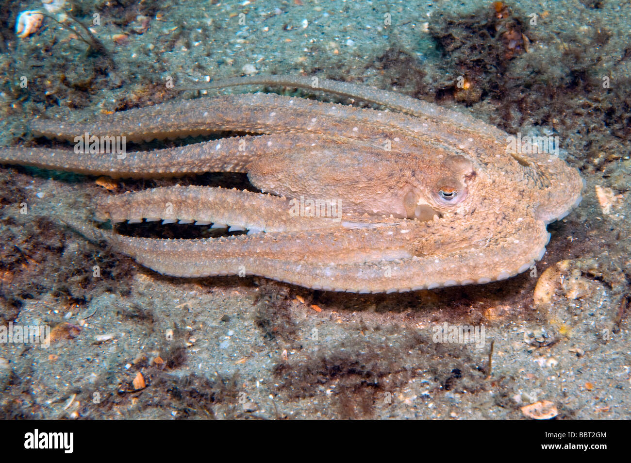 Bras long des Caraïbes Poulpe (Octopus defilippi) photographié à Singer Island, FL. Banque D'Images