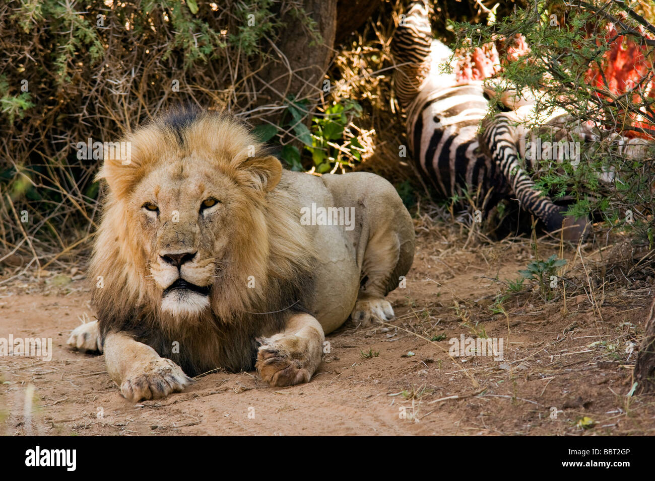 Lion mâle avec zebra tuer en arrière-plan - Réserve nationale de Samburu, Kenya Banque D'Images