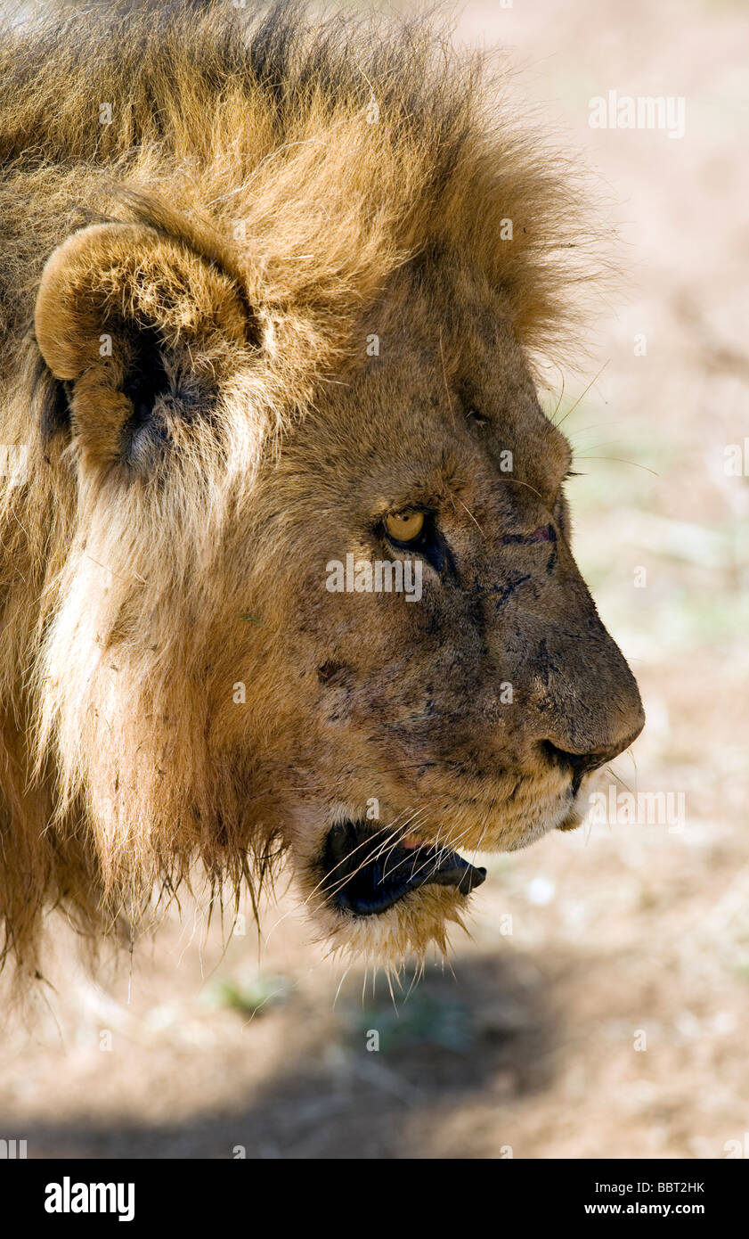 Lion head shot profile - Réserve nationale de Samburu, Kenya Banque D'Images