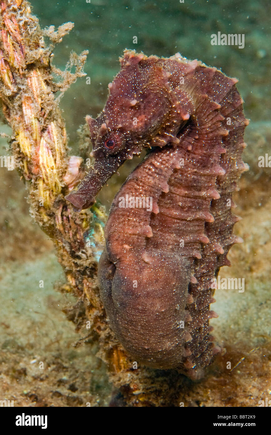 Le Seahorse (Hippocampus reidi) photographiée près de la Blue Heron Bridge à Singer Island, FL Banque D'Images