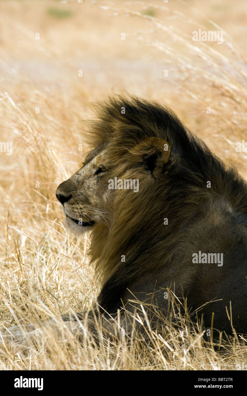 Homme lion - Masai Mara National Reserve, Kenya Banque D'Images